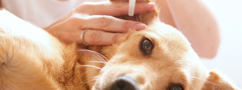 Oren hond schoonmaken