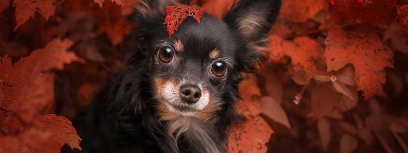 Dit moet je weten over loopsheid bij honden