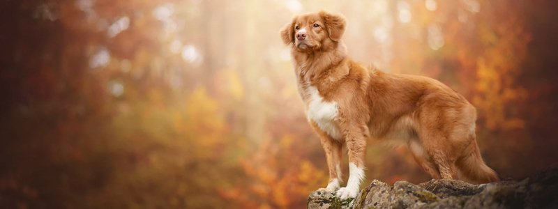 Hoe lang duurt loopsheid bij een hond?
